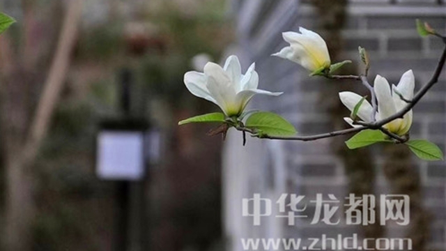 淮陽蓮舍，多了一份味道