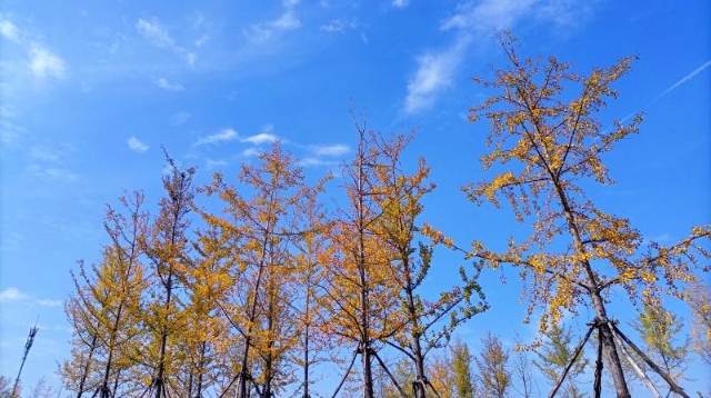 ?多彩的秋天，繽紛的秋葉