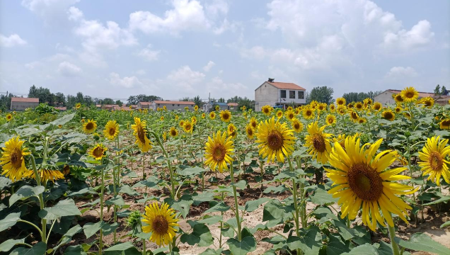 [鹿邑]馬鋪鎮(zhèn)：廢閑土地開出“幸?；ā?> </a></TD>             </TR>           </TBODY>         </TABLE>         <TABLE class=margin_4 border=0 cellSpacing=0 cellPadding=0 width=