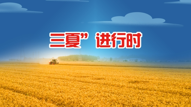 “三夏”進(jìn)行時